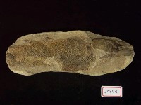 藏品(巴西魚化石)的圖片